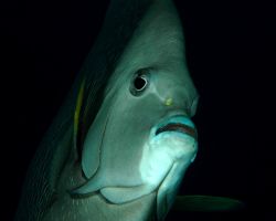 Angelfish, Grand Cayman, shore dive. D70, 60 mm macro. by David Heidemann 